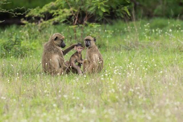 Paaviani pere Ruaha rahvuspargi rohumaal, Tansaania, Aafrika
