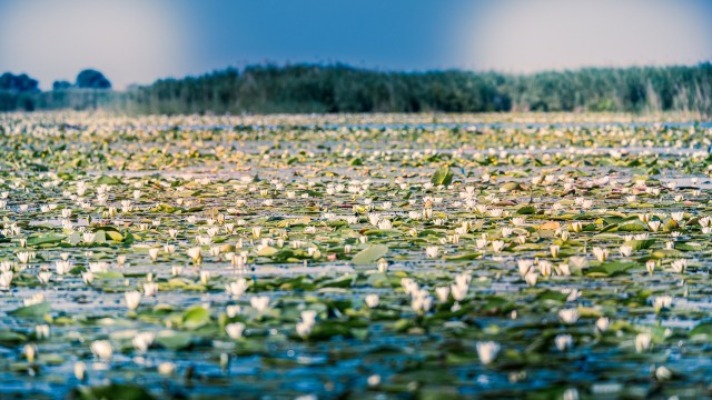 Doonau delta vesiroosid, Rumeenia