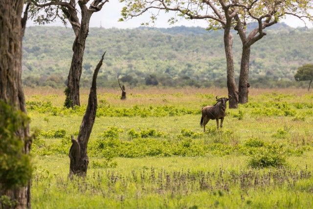 Gnuud Mikumi rahvuspargis Tansaanias Aafrikas