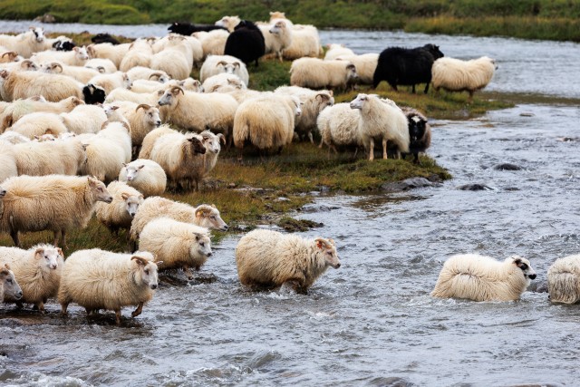 Islandi lambakari jõge ületamas