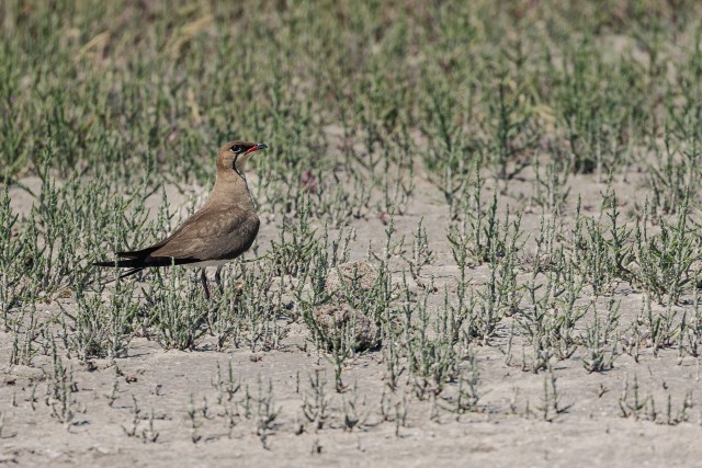 Kõnnu pääsu-jooksur lind aasal jalutamas,  Doonua Deltal, Rumeenia