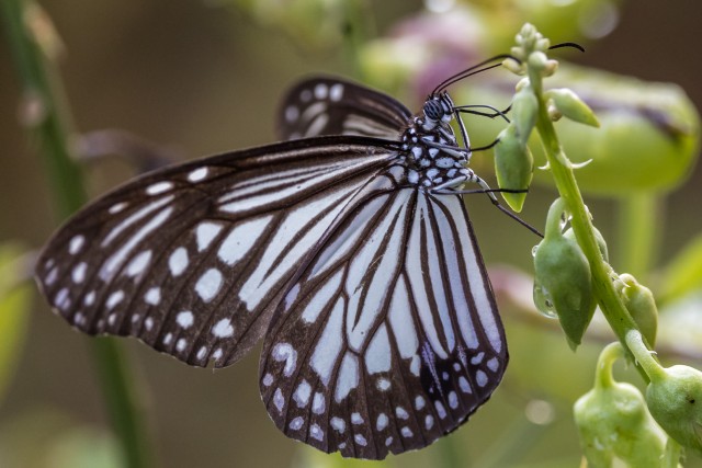 Ilus klaasjas tiigerliblikas, Sri Lanka