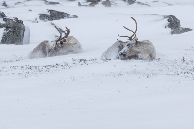 Põhjapõdrad jäisel ja talvisel Lapimaal lumevaibal puhkamas
