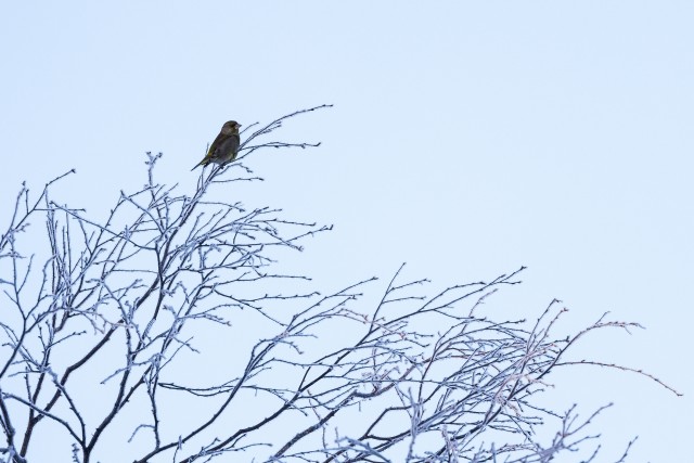 Rohevint kõrgel puuladval, Soome