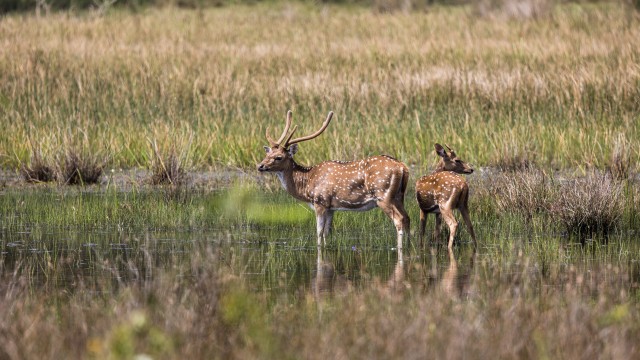 Sri Lanka telghirved jalgupidi vees joogipausil