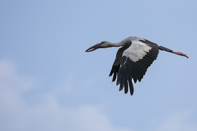 Pildil on Aasia lahtise nokaga kureline. See on suur kahlaja lind, kes kuulub toonekureliste sugukonda