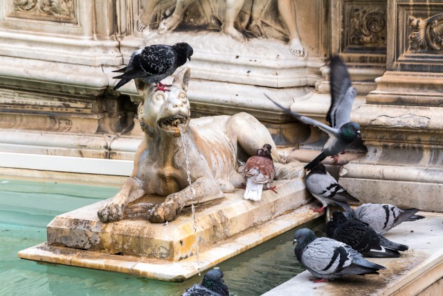 Tuvid Fonte Gaia purskkaevu emase hundi kuju peal Piazza Del Campo väljakul