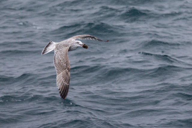 Kajakas oma saagiga üle vee lendamas, Norra