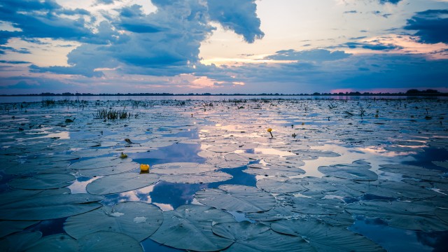 Doonau delta vesiroosid, Rumeenia