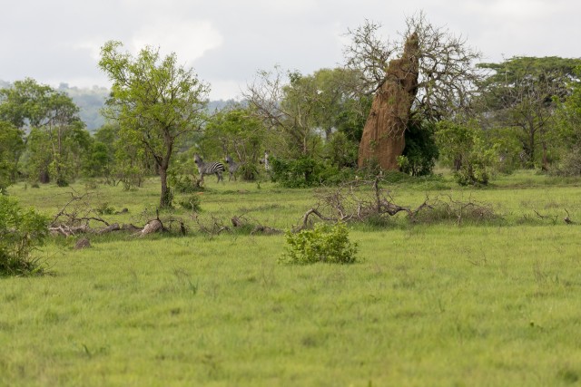 Sebrad Ruaha rahvuspargis, Tansaania, Aafrika