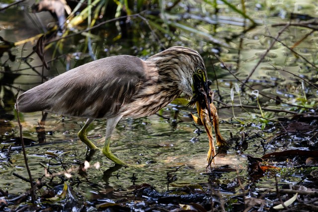 India tiigihaigur konna söömas, Sri Lanka rahvuspark