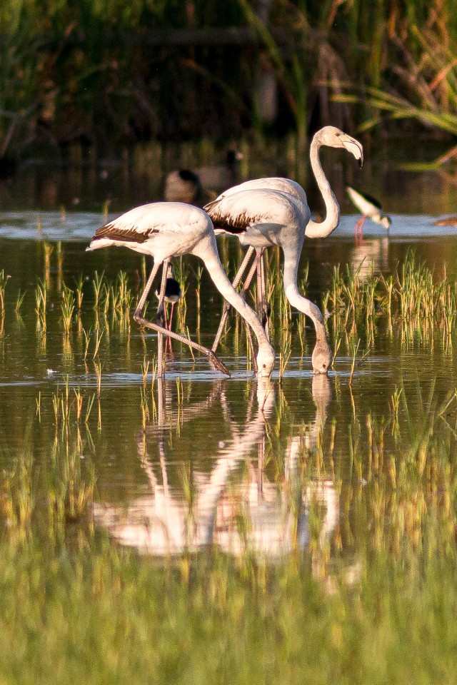 Flamingod läbi kõrkjate veekogu kaldal jalutamas, Hispaania