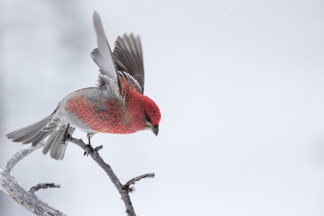 Karmiinleevike oksale maandumas, Norra