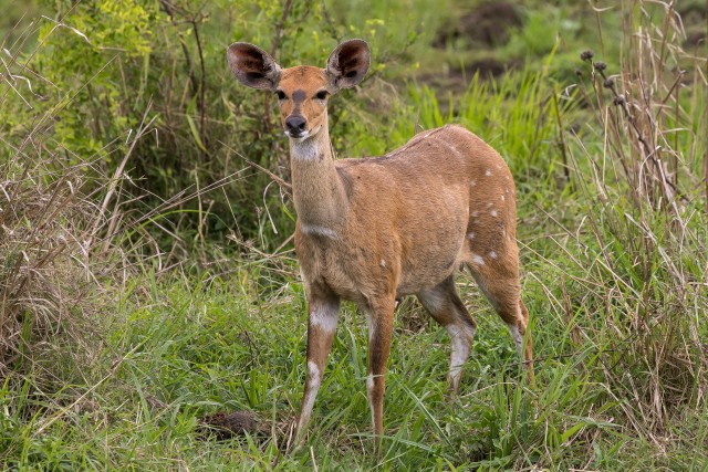 Sigarhirv Mikumi rahvuspargis Tansaanias Aafrikas