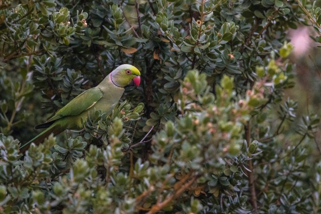 Roosrõngaga papagoi istub põõsal Sri Lankal