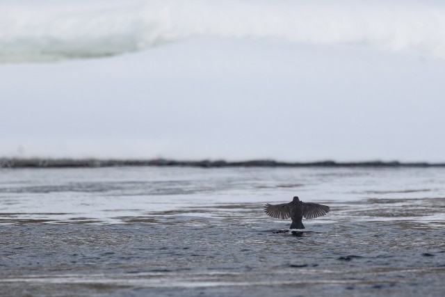 Vesipapp vett nautimas, Soome