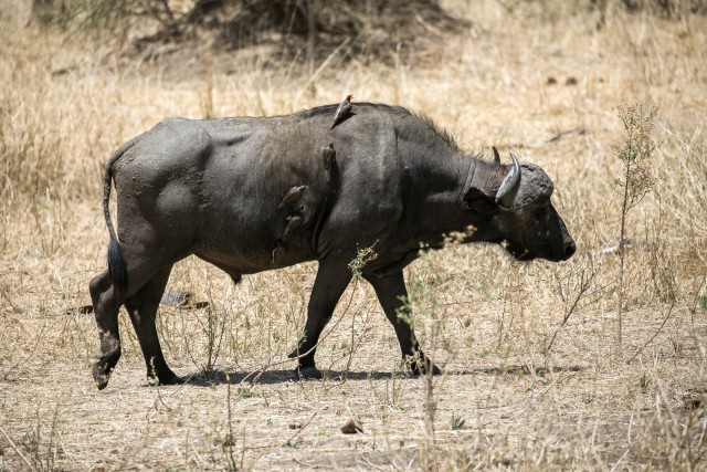 Vesipühvel Mikumi rahvuspargis jalutamas, Tansaanias, Aafrikas
