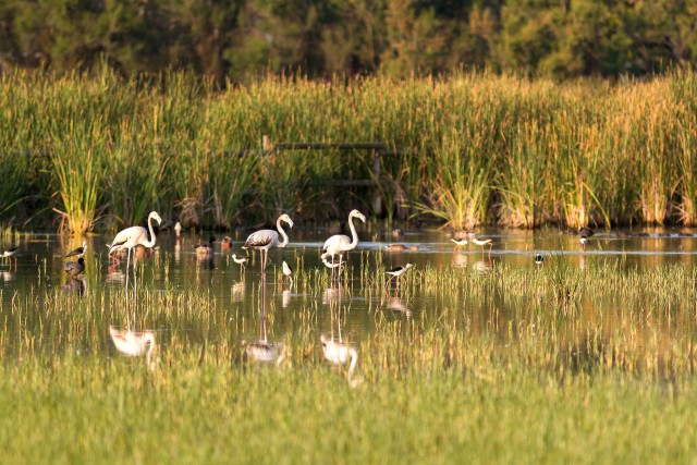 Flamingod veekogu kaldal kõrkjate keskel jalutamas, Hispaania