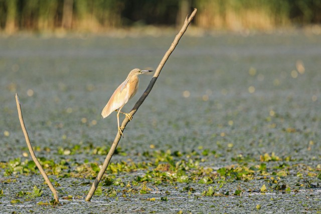 Tiigihaigur Doonua delta jõe suudmes oksal jalga puhkamas, Rumeenia