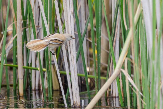 Roohabekas Doonua delta jõe suudmes rookõrrel jalga puhkamas, Rumeenia