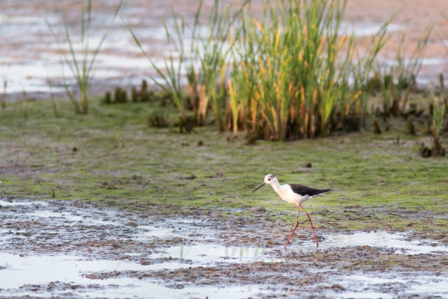 Karkjalg kaldal kargutamas, Hispaania