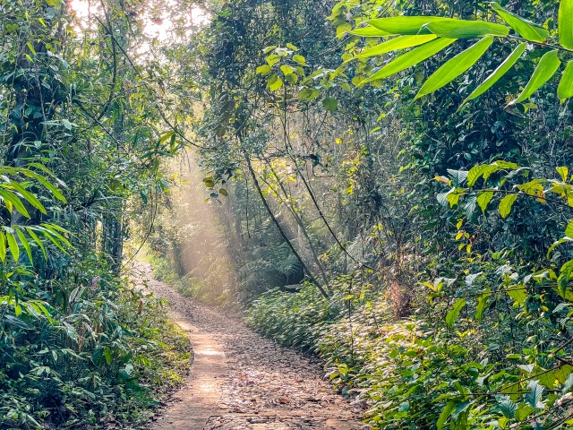 Päikeseline metsatee Wilpattu rahvuspargis Sri Lankal