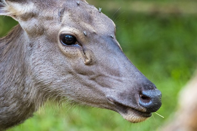 Sri Lanka telghirve portree