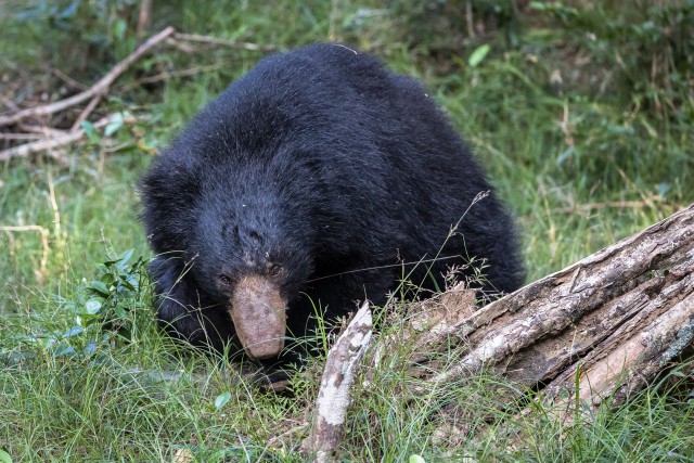 Sri Lanka laiskloom rohu sees puhkamas