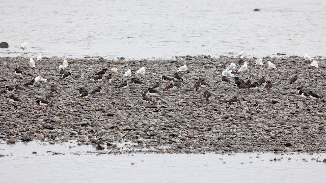 Meriskid ja kajakad veeserval saaki otsimas, Island