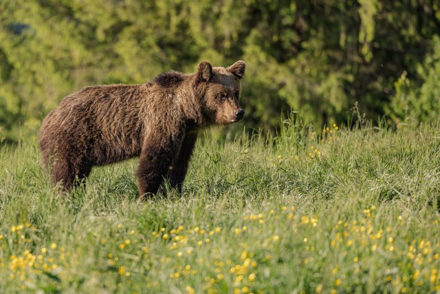 Pruunkaru Rumeenias Karpaatide mäestikus