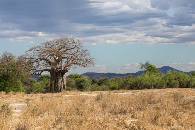 Väga suur baobabipuu Tansaanias – Saadani rahvuspark