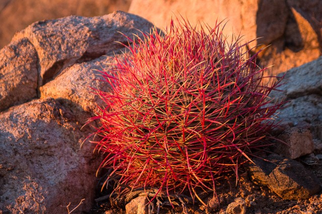 California tünnkaktused Joshua Tree rahvuspargis USAs