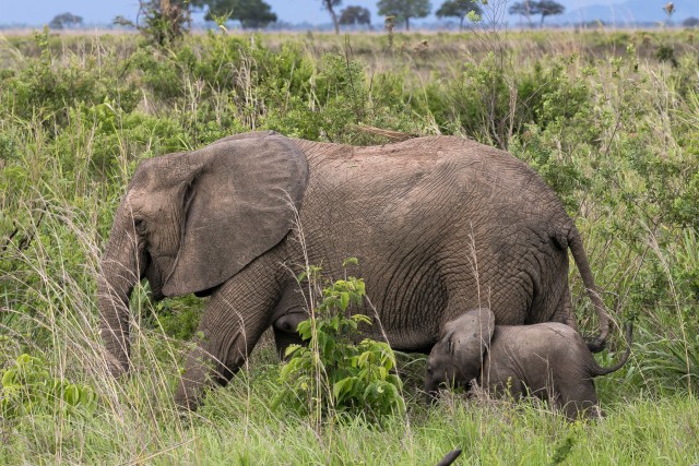 Aafrika savannielevant pojaga, Tansaania