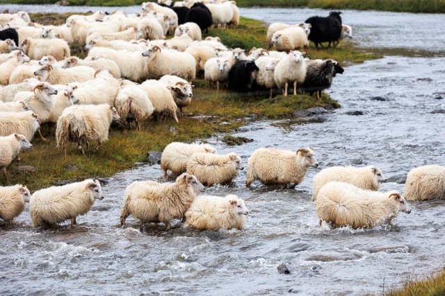 Islandi lambakari jõge ületamas