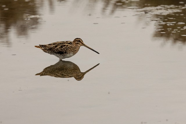 Harilik tikutaja vees seismas, Prantsusmaa