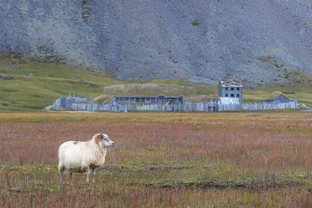 Lammas seisab filmi jaoks valmistatud viikingite küla ees aasal, Island