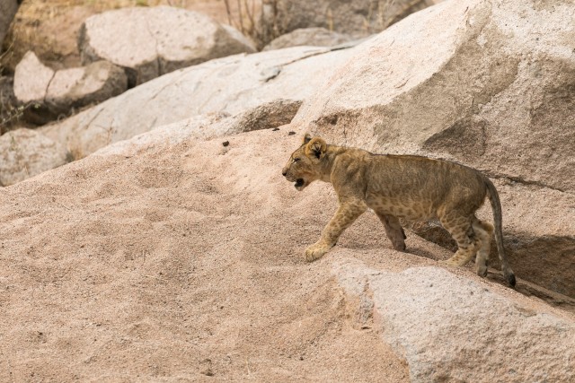 Lõvipoeg Mikumi rahvuspargis jalutamas, Tansaanias, Aafrikas