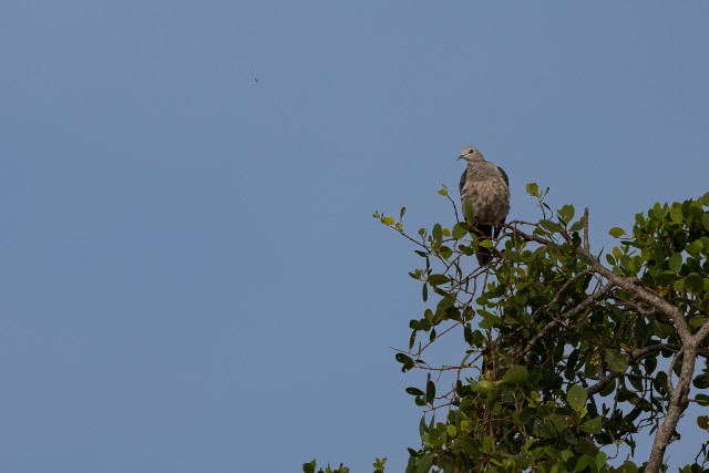 Pildil olev lind on mägituvi või sarnane keisertuviliik.