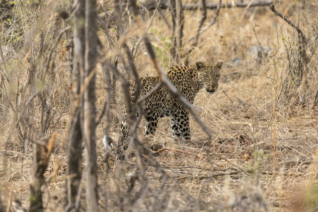 Aafrika leopard Mikumi rahvuspargis puuokste ja kõrkjate vahel hiilimas, Tansaanias, Aafrikas