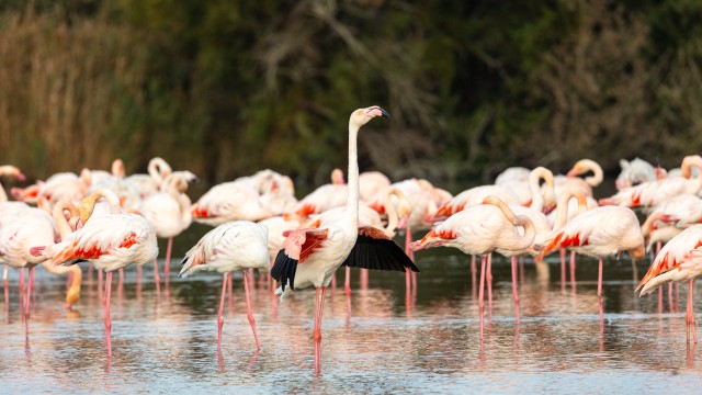 Parv flamingosi veest sppa otsimas ja üks flamingodest uhkelt tiibu sirutamas, Prantsusmaa