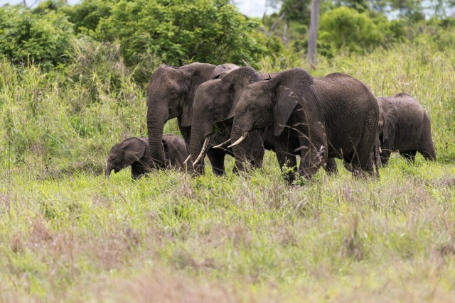Elevandipere läbi rohu kõndimas,  Mikumi rahvuspargis Tansaanias, Aafrikas
