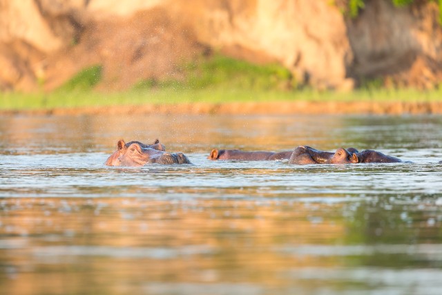 Jõehobud Niiluse jões, Ruaha rahvuspargis vee mõnusi nautimas, Tansaania, Aafrika