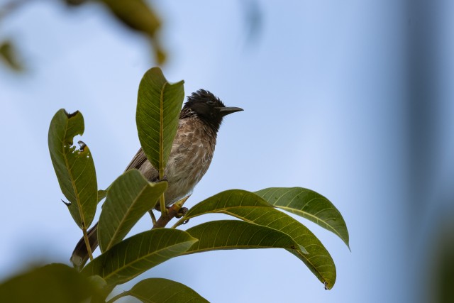 Bulbul oksal istumas, Sri Lanka