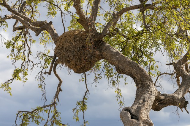 Linnupesa puu otsas, Tansaania, Aafrika