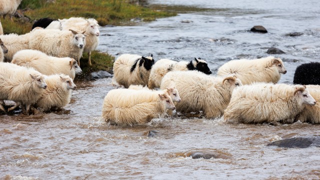 Islandi lambakari jõge ületamas
