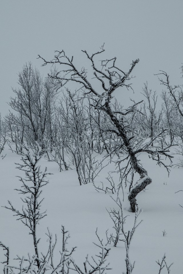 Talvine maastik Nellimi küla lähedal Põhja-Soomes