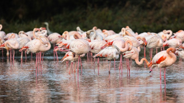 Parv flmingosi jalgupidi järv vees süüa otsimas, Prantsusmaa