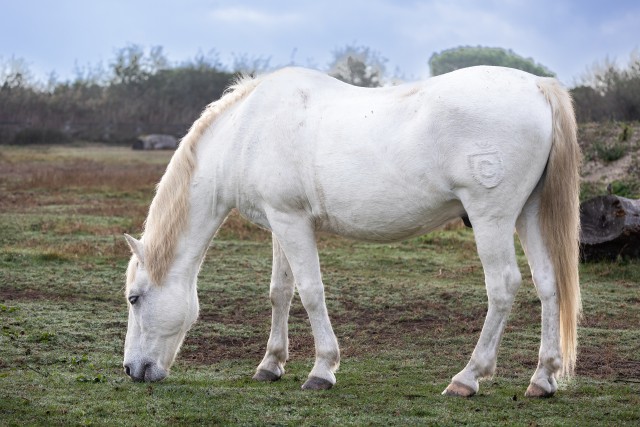 Valge hobune koplis rohtu söömas, Prantsusmaa