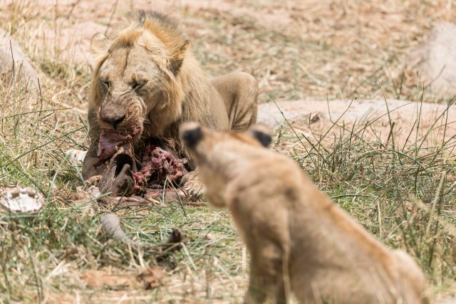 Lõvid Mikumi rahvuspargis einestamas, Tansaanias, Aafrikas