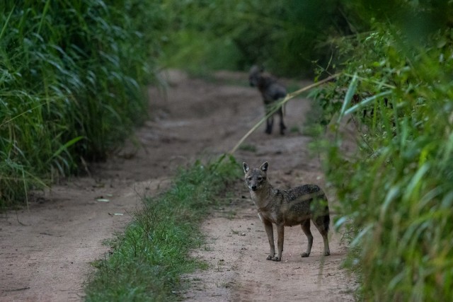 Šaakalid Sri Lanka rahvuspargis keset teed uudistamas